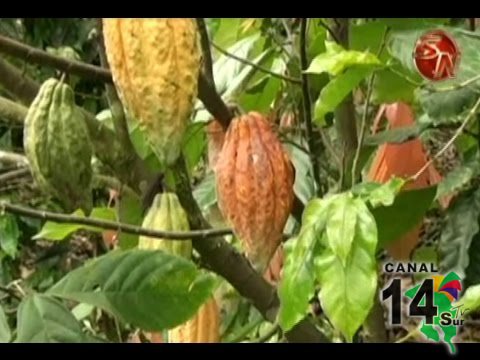 Unos 25 mil árboles de cacao sembrará CoopeAgri R.L. como parte de proyecto innovador