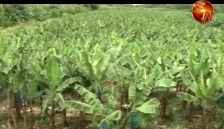 Productores tendrán semillas de siete nuevos cultivares de plátano