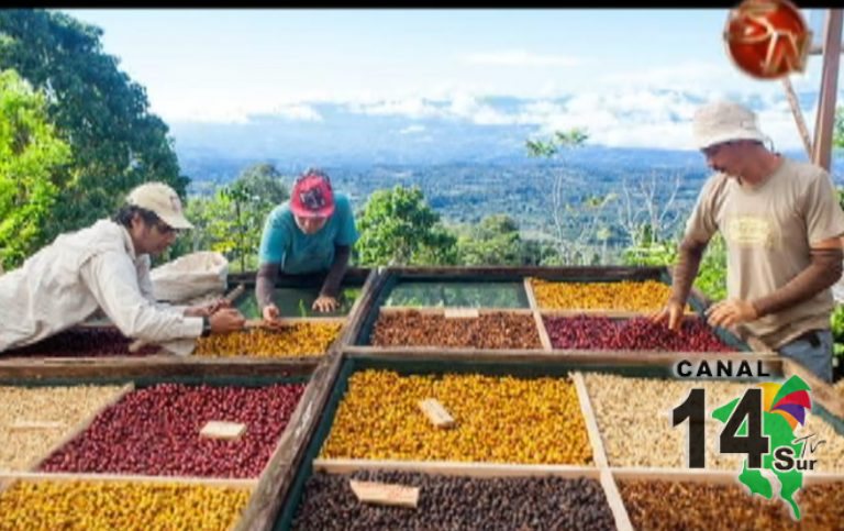 Café de Buenos Aires de Puntarenas logra oro en París