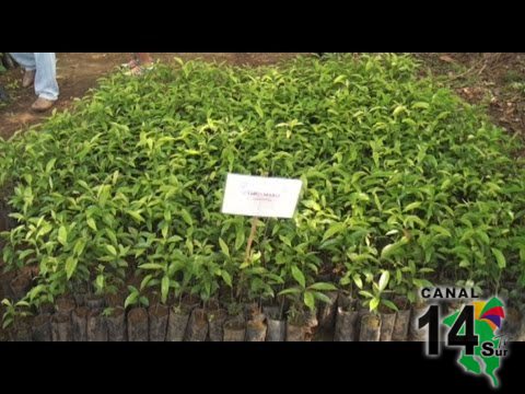 Fundación Sembrando Agua da constantemente árboles a agrupaciones