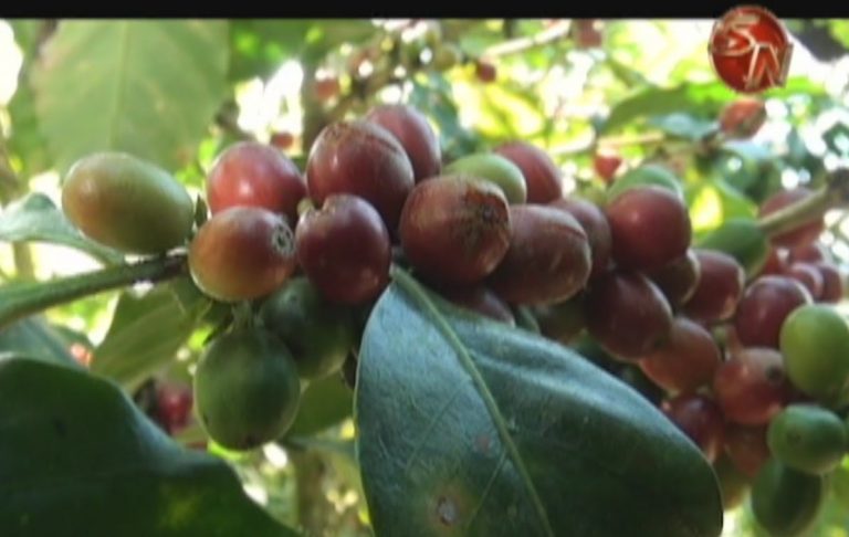 Preparan informe sobre afectación en la floración