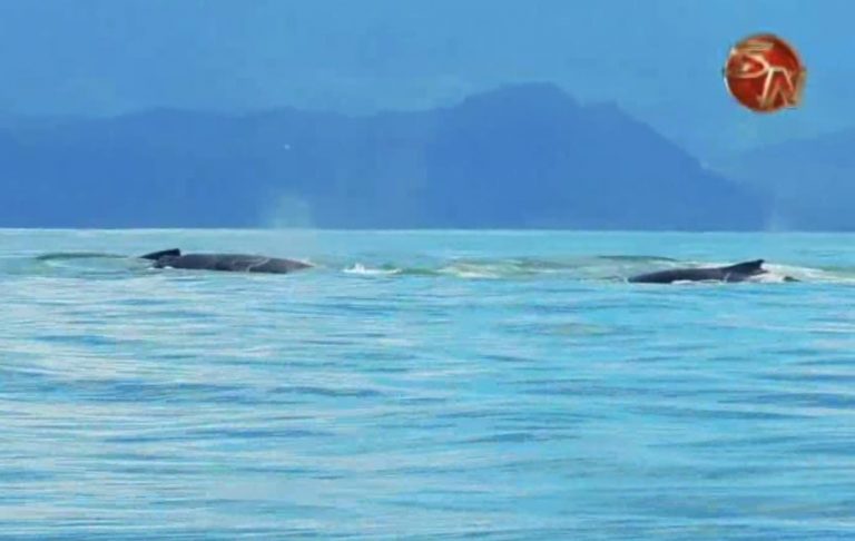 Tour operadores motivan a los turistas a observar ballenas y delfines