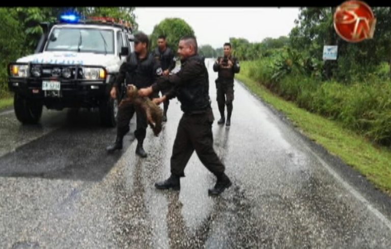 Policía rescata a perezoso en la zona Sur