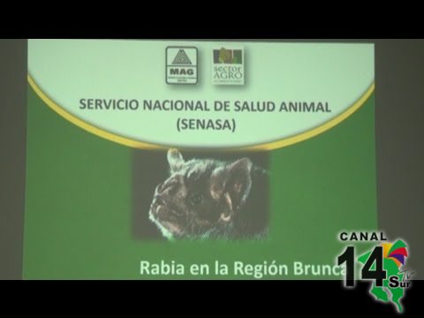 Zona Sur registra el 52% de los brotes de rabia paralítica bovina del país