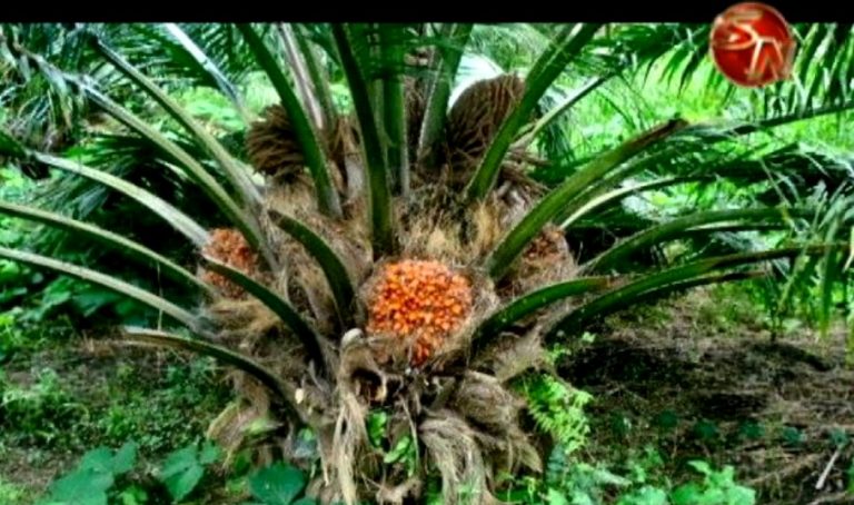 Presentarán propuesta para ayudar al sector palmero de la zona Sur