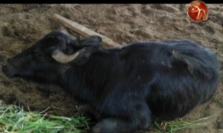 Detectan primer caso de rabia paralítica bovina en búfalo