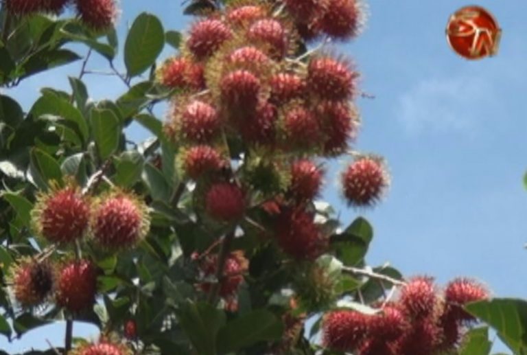Variedades de Rambután permiten un fruto de mejor calidad