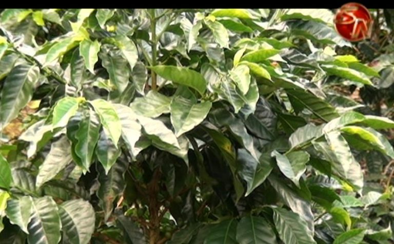 ICAFE brinda recomendaciones a productores para combatir la roya
