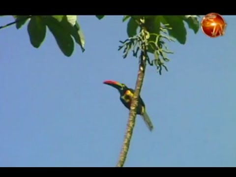 Parque Nacional Corcovado recibirá millonaria donación