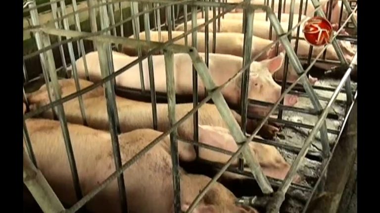CoopeAvanzando Juntos espera aumentar capacidad de matanza de cerdos