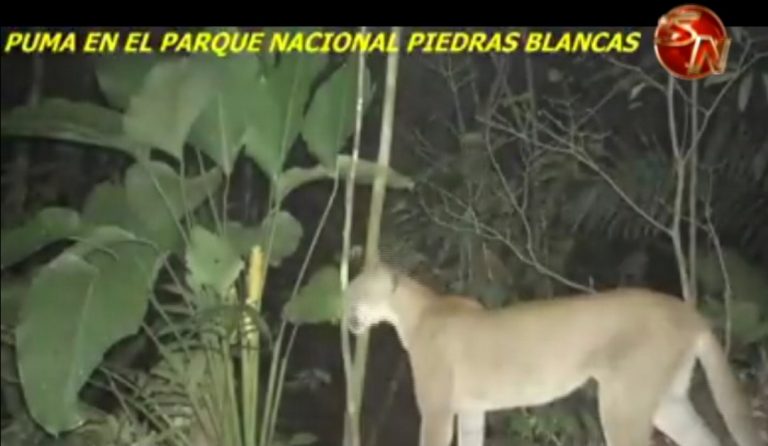 Captan puma en el Parque Nacional Piedras Blancas