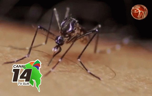 Pérez Zeledón sigue siendo el cantón de la Zona Sur con más casos de dengue