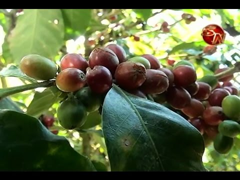 Este lunes habrá importantes charlas sobre la situación del café en la Zona Sur