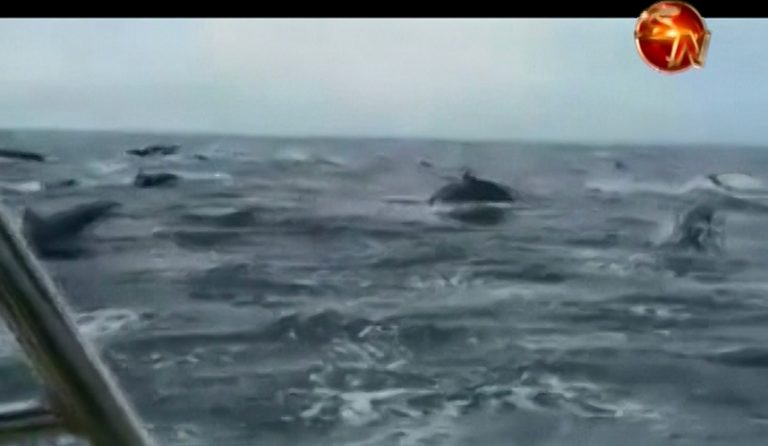 Delfines cautivaron a turistas en Bahía Drake