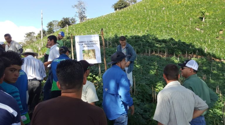Productores de la Zona Sur participaron en investigación de  variedad de frijol tolerante a sequía