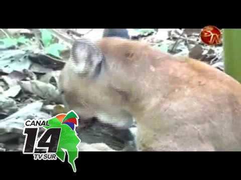 Video de puma cazando causa sensación