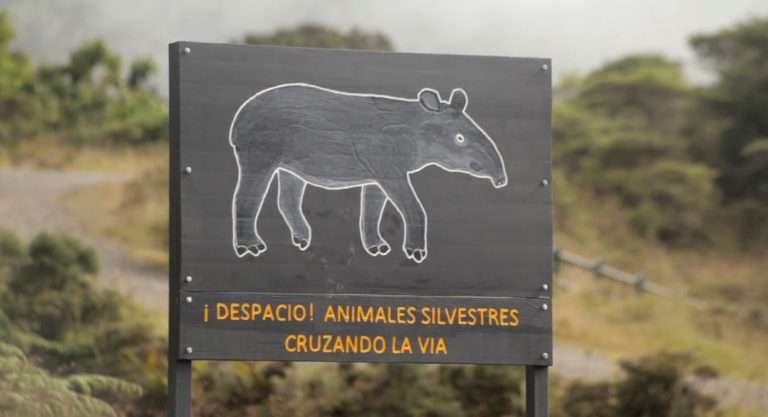 22 dantas fueron atropelladas en el Cerro de la Muerte en los últimos años