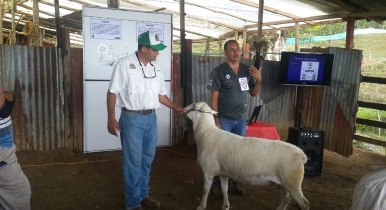 Incentivan el consumo de carne de cordero, conejo y caprinos