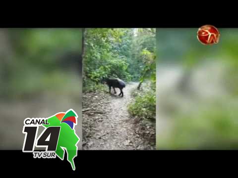 Danta con su cría cautivan a visitantes en el Parque Nacional Corcovado