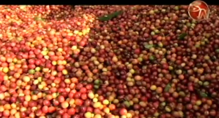 CoopeAgri R.L. contabiliza 126 mil fanegas de café