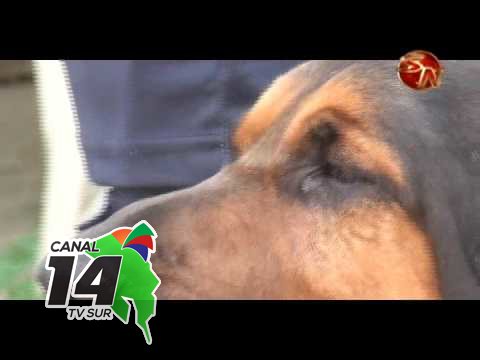 Aquiles, uno de los mejores perros de la unidad canina colaboró en Pérez Zeledón