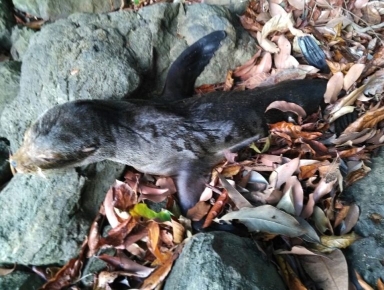 Rescatan a un león marino en Uvita