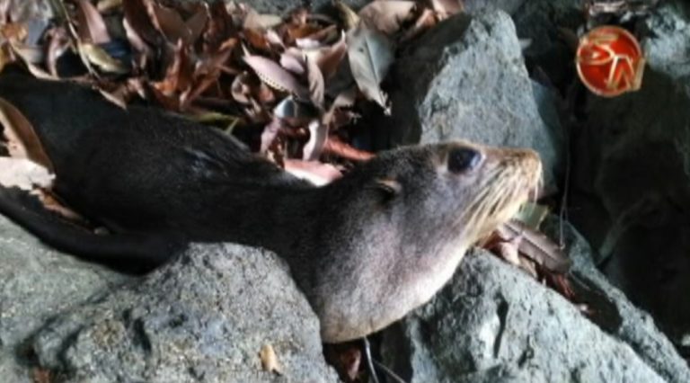 Muere lobo marino que fue rescatado en playa Hermosa de Osa