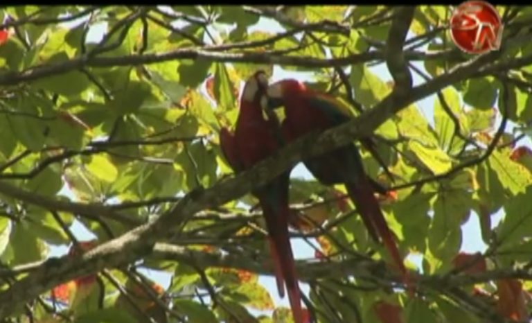 Área de Conservación Osa será la sede del Día Nacional de los Parques Nacionales