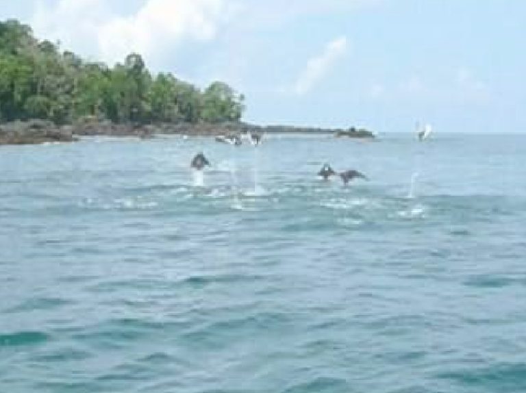 Mantarrayas saltanto en el mar cautivan en Bahía Drake