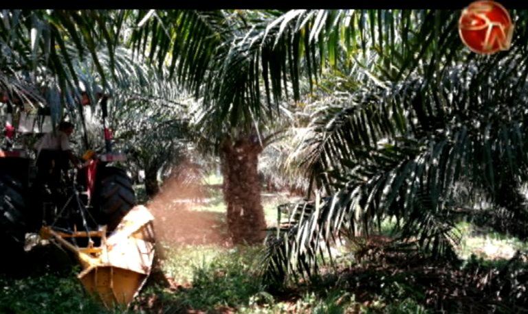 Productores de palma aceitera reciben capacitación para mantener la buena salud de los suelos