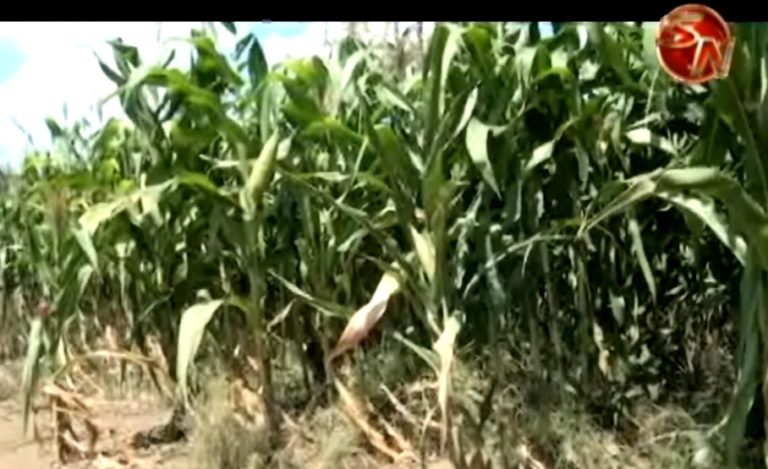 Productor considera injusto que cobren por almacenar el maíz en el CNP