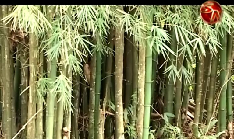 Capacitarán a productores y técnicos en cultivo, transformación y comercio de bambú