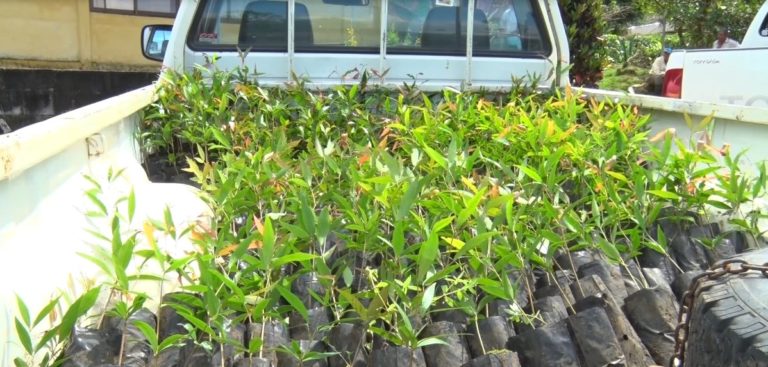 CoopeAgri R.L. donó 400 árboles a San Pedro de Pérez Zeledón