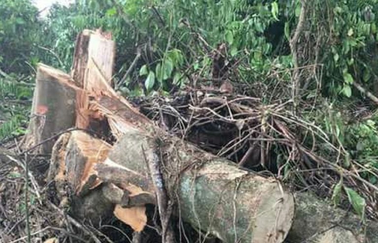 Vecinos denuncian aparente tala ilegal por construcción en Santa Elena