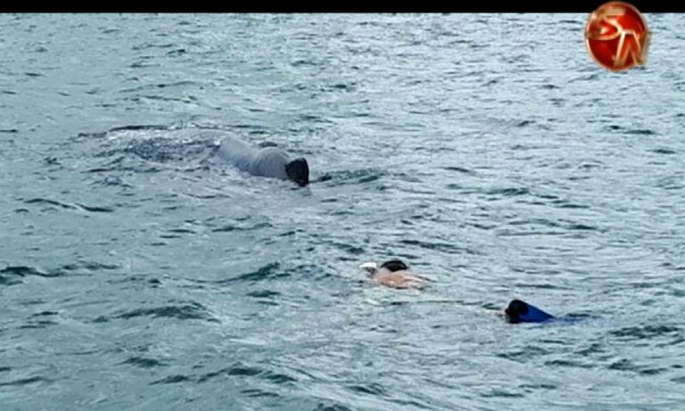 Vecino de Puerto Jiménez se tira al mar para quitar trasmallo a una ballena