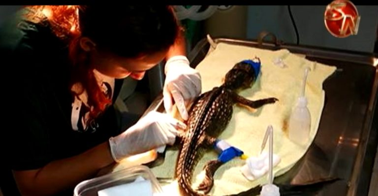 Falleció el caimán rescatado en la Zona Sur