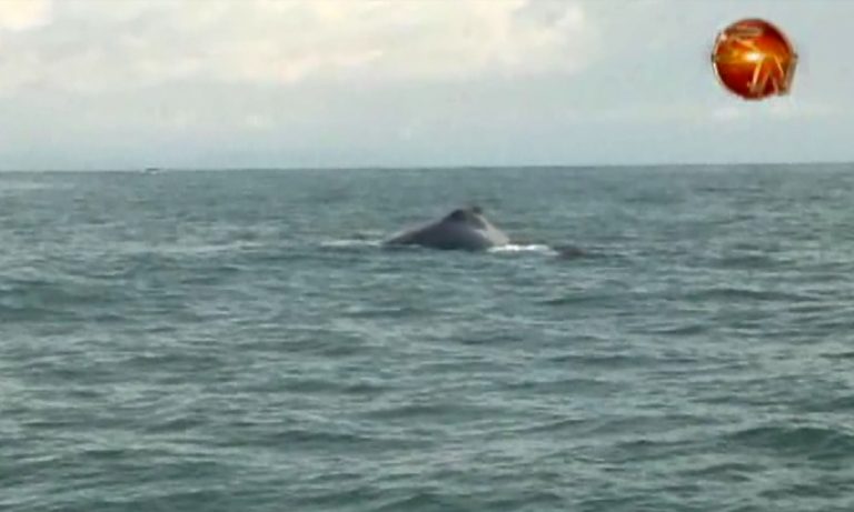 Bahía Ballena se llenará de actividades