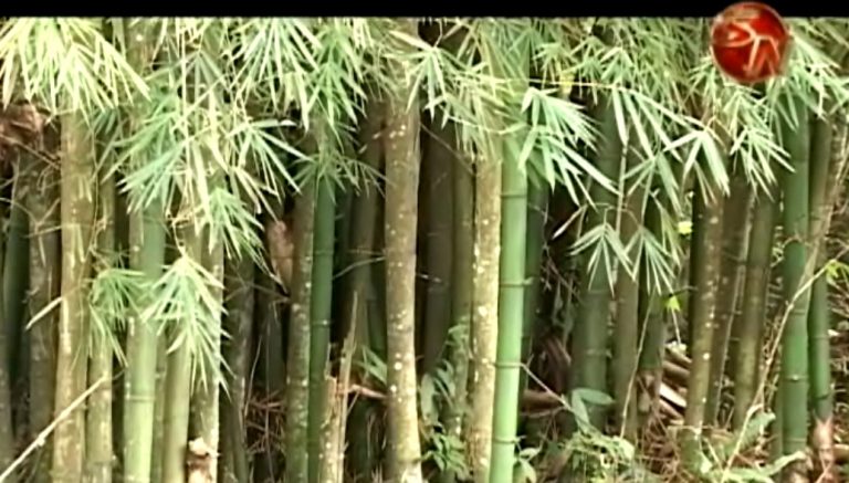 Mañana concluirán el primer Taller Internacional de Bambú
