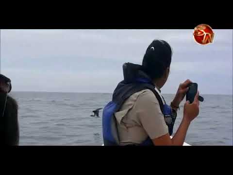 Parque Nacional Marino Ballena contará con atracadero turístico