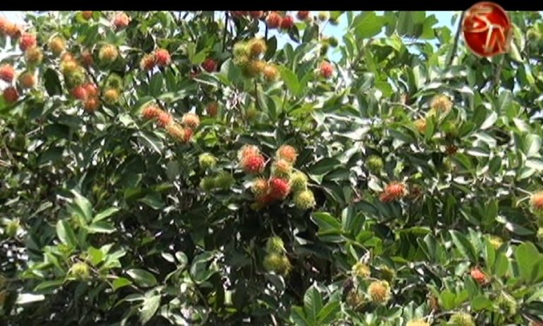 Productores de Rambután realizarán Feria Nacional en Pérez Zeledón