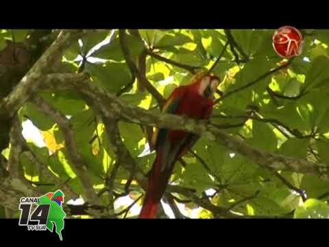 Se habilitó el acceso al Parque Nacional Corcovado