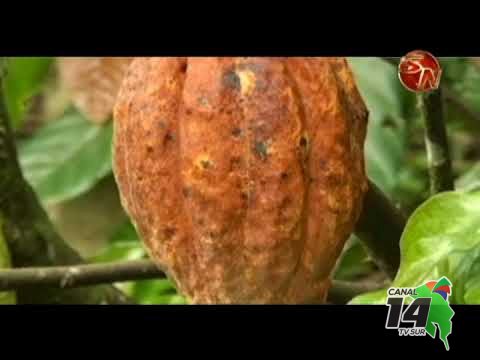 CoopeAgri R.L. impulsa la siembra de cacao como una alternativa de producción