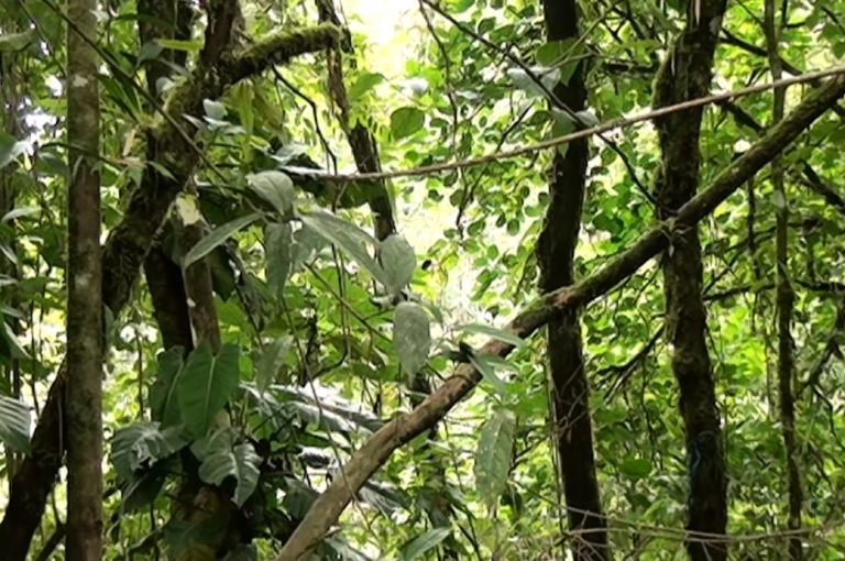 ACLAP hace un llamado a proteger los recursos naturales
