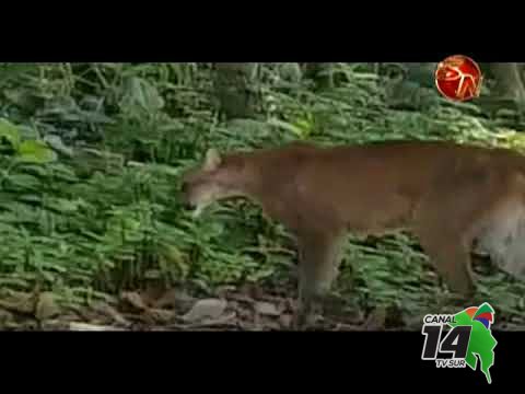 Guardaparques capta en video a Puma en el Corcovado