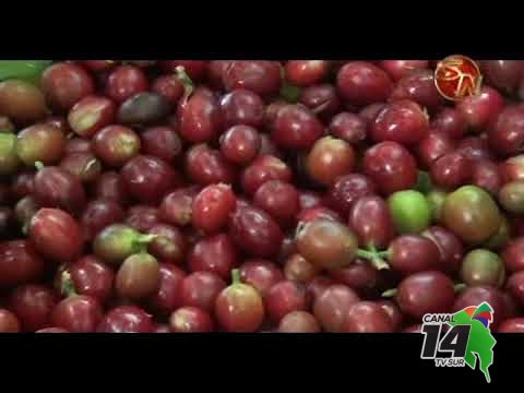 ¿Cómo está el pago del café en  la actual cosecha en Pérez Zeledón?