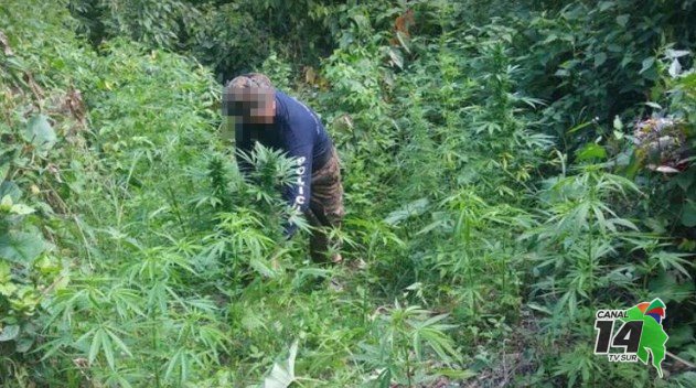 PCD erradicó plantíos de marihuana en la Zona Sur del país