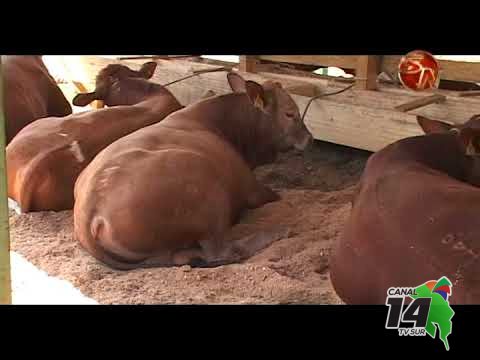 Ganaderos de la Zona Sur reciben reconocimiento económico por beneficio ambiental