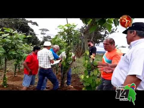 Promueven el cultivo de pimienta en Pérez Zeledón