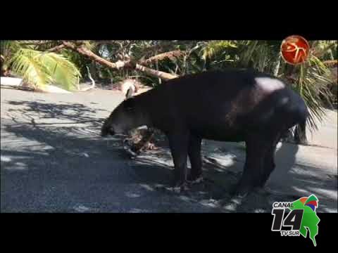 Guías captan en video la belleza de la fauna en el Parque Nacional Corcovado