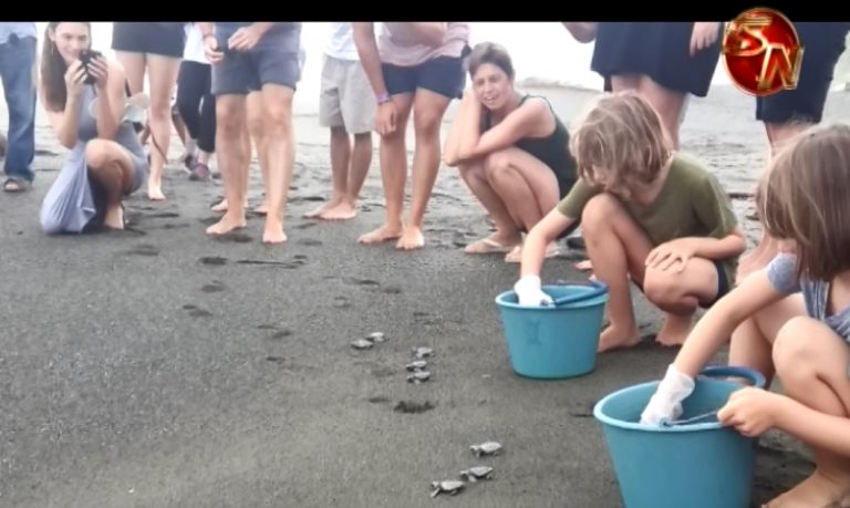 Liberan 100 tortugas en Puerto Jiménez